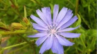 Common Chicory Cichorium Intybus  20120626 [upl. by Mabel]