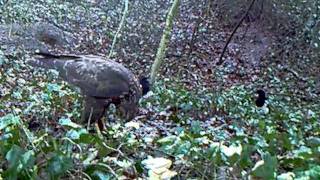 Large Common Buzzard Buteo Buteo eating with Magpies [upl. by Nennek98]