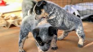 BLUE HEELER PUPPIES PLAYING Australian Cattle Dog Puppies [upl. by Mina]