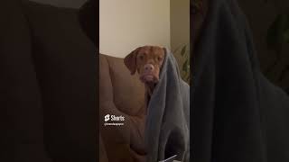 vizsla’s one second past their bedtime vizsla vizslapuppy [upl. by Sonitnatsnok]