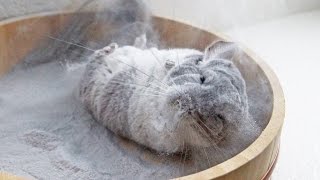 Chinchilla takes incredible dust bath in Super Slomo 120fps [upl. by Krista]