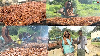 CREVETTES FUMÉES DU BENIN AU SENEGAL ÇA SE PASSE CHEZ ROSALINE A FANDA COMMUNE DE NIAGUIS [upl. by Ojillib52]