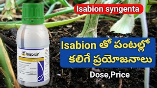 Isabion PGR పూర్తి వివరాలు  syngenta isabion telugu  agri mentor [upl. by Aitnecserc]