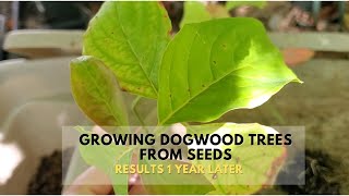 Growing Dogwood Trees from Seed The Results 1 Year Later [upl. by Asillim]