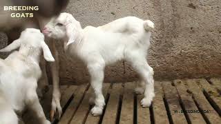 Happy time  New Born Saanen goat have 2 Baby Goat  2 New generation at Farm [upl. by Gran]