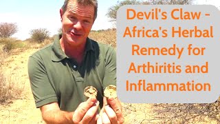 Devil’s Claw  Africa’s Herbal Remedy for Arthritis and Inflammation [upl. by Colby]