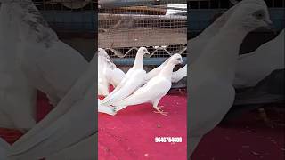 Shivam Nahar Pigeon Farm 12 bache PUNJABI MALWAI KABOOTAR FOR SALE WHATSAPP 9646754608 [upl. by Eikin]