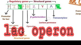 Lac Operon in hindi [upl. by Ajna986]