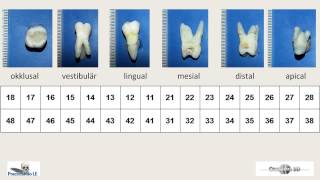 identification of the teeth 14a [upl. by Sedda330]