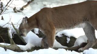 Winter wonderland at the Oregon Zoo [upl. by Hamel763]