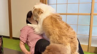 2ヶ月ぶりの再会で号泣する犬の姿をみて泣きそうになりました【ボーダーコリー･ゴールデンレトリバー】 [upl. by Eetsim]