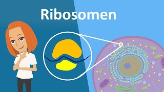 Ribosomen  Translation Aufbau amp Funktion  Studyflix [upl. by Hardunn]