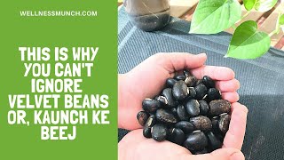 Health Benefits of Velvet Beans or Kaunch ke Beej [upl. by Lulu]