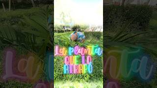 La planta que lo atrapó shortvideos viralvideos [upl. by Olympia473]