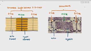 1516 Myofibril Structure Cambridge AS A Level Biology 9700 [upl. by Ahsema762]