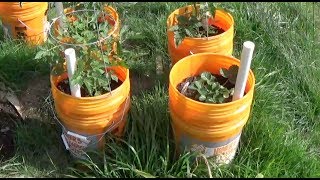 DIY Planter in 5 Gallon Buckets [upl. by Gauntlett504]