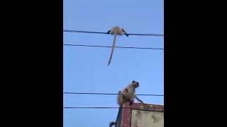 who rescued the monkey child from power line excellent performance youtube vvideo [upl. by Haldan]