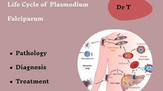 Life cycle of Plasmodium falciparum part 2 [upl. by Bradstreet]