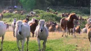 EATONS RANCH Wyoming  MORNING WRANGLE [upl. by Rehptosirhc]