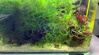 Nano reef amp Marco algae refugium tank [upl. by Faustus]