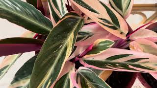 About Calathea Triostar House Plant [upl. by Bryn]