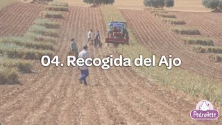 04 Recogida del Ajo [upl. by Faydra]