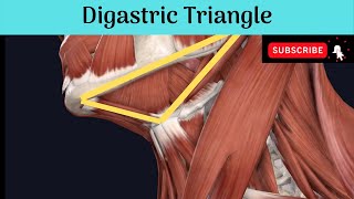 Anterior Triangle of the Neck  Digastric Triangle Anatomy mbbseducation bdsheadandneckanatomy [upl. by Gnouhc]