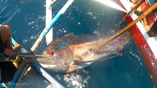 Big Catch Traditional Black Marlin Fishing in Philippines  Fishing never Seen Before [upl. by Sorazal]