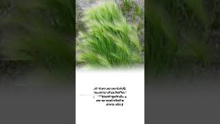 Bablet barley family and scientific name shorts agriculter knowledge fact [upl. by Ativel]