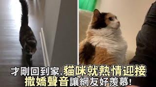 才剛回到家貓咪就熱情迎接撒嬌聲音讓網友好羨慕 [upl. by Yenahpets]