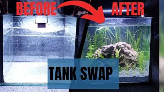 1ft Cubic Tank Dirt planted Decor Budget friendly [upl. by Nyad]