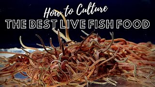 How to Culture Live Blackworms  Best Live Food for Adult Fish [upl. by Wsan]