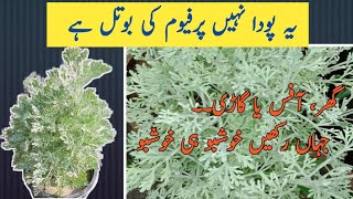 Mushk e Waheed Plant  Artemisia Plant Care  Interesting Facts [upl. by Iew718]