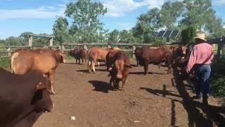 SC GRAZING Number 4 Droughtmaster Paddock Bulls For Sale 2016 IMG 3790 [upl. by Leber759]