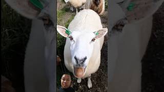 Cute goat sounds goat funny cute [upl. by Shalne]