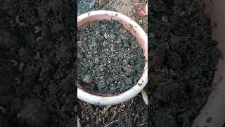 how to grow calendula flower seeds calendula flower meesho flower seeds review YouTube shorts [upl. by Washko693]