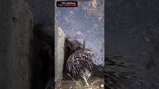 கிணற்றில் விழுந்த முள்ளம் பன்றி 🦔🦔🦔🦔 Rescue hedgehog 😱😱😱😱 [upl. by Ennaimaj445]