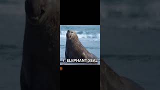 Top 10 animals in Antarctica [upl. by Cloutman]