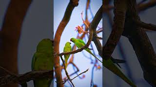 Rose ringed parakeet [upl. by Silda258]