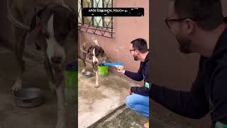 POLICIAL TEM AGRADÁVEL SURPRESA E APAIXONA POR CACHORRO ABANDONADO cachorro resgate adote ong [upl. by Latoye]