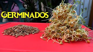 Germinados de LENTEJAS en 1 Día SUPERALIMENTO Rápido [upl. by Salvidor627]