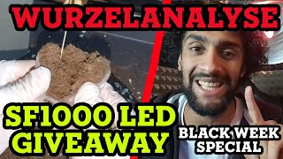 Wurzelkontrolle nach FAILGROW amp Spider Farmer SF1000 LED Giveaway [upl. by Suoivart9]