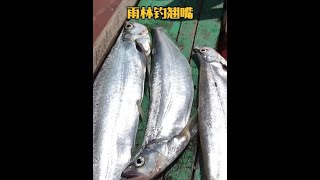 戶外釣魚：漁民運用巧妙的方法收集小魚作餌來釣獲巨型翹嘴！ 釣魚 戶外 [upl. by Clarence]