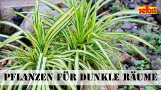 Pflanzen für dunkle Räume [upl. by Ahseikan38]