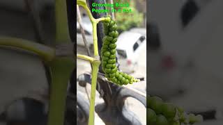 Growing Black Pepper in a Pot [upl. by Nostets]