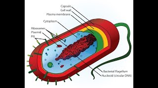 Review of Key Antibiotics for Microbiology [upl. by Stanly]