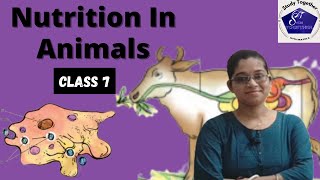 Nutrition In Animals Class 7 Science Chapter 2  Scraping Siphoning Sucking science pdf notes [upl. by Irvin]