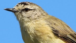 Sweet songsters – Yellowrumped Thornbills in the Capertee Valley [upl. by Ahsele]