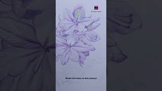 Water hyacinths flower drawing  how to draw water hyacinths short colorpencil flowerdrawing [upl. by Bedell]