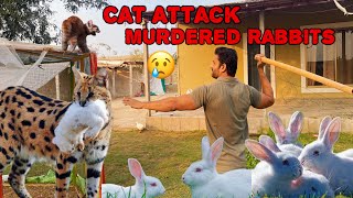 Cat Attacked On Our Rabbits Babies😰 Boht Dukh Hoa😢RHF Pet House [upl. by Audras547]